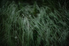 草 草