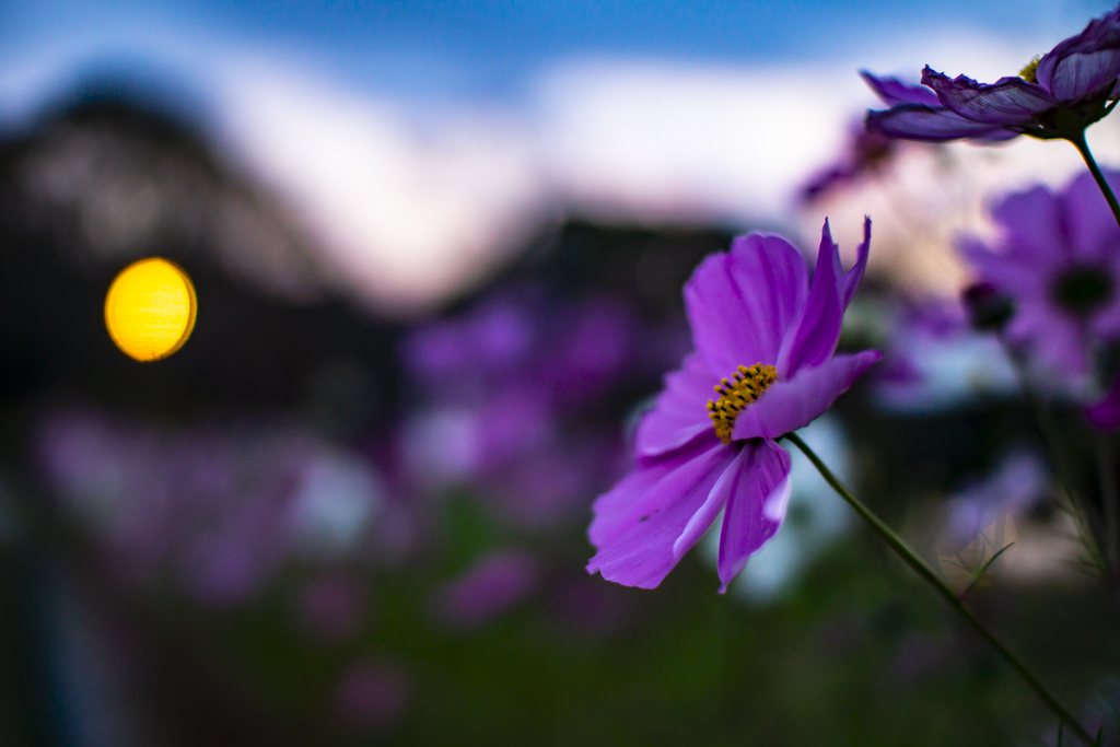 舞鶴公園（福岡城址）