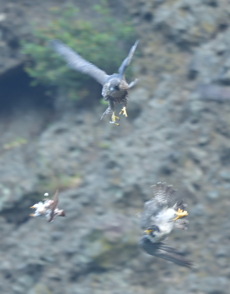 餌渡しは・・