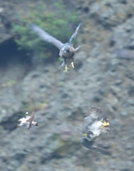 餌渡しは・・