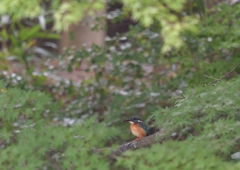 カワセミ