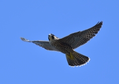 隼幼鳥