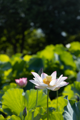 蓮2