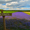 FARM TOMITA 北海道 eos m3