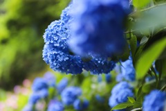 紫陽花