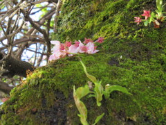 苔の中に桜