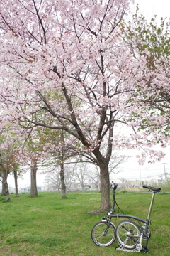 bromptonと桜