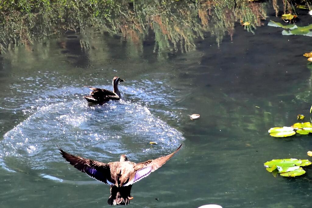 着水