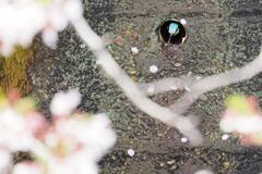 咲いたねぇ～