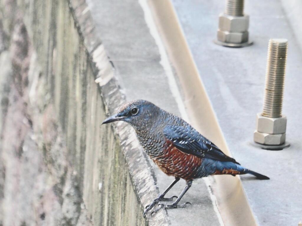 川畔散歩Ⅲ