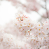 桜の花びらたち