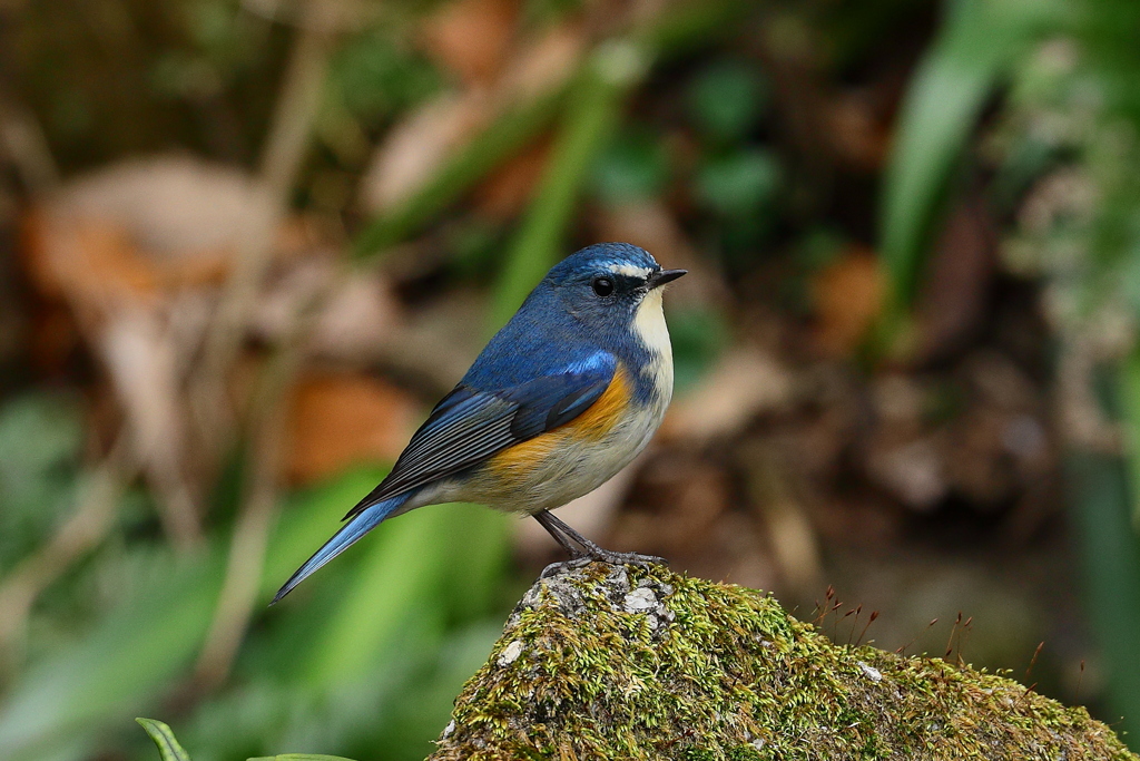 谷戸のルリビタキ②