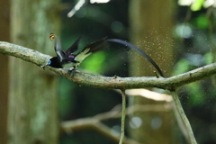 お食事が済んだので、お仕事!