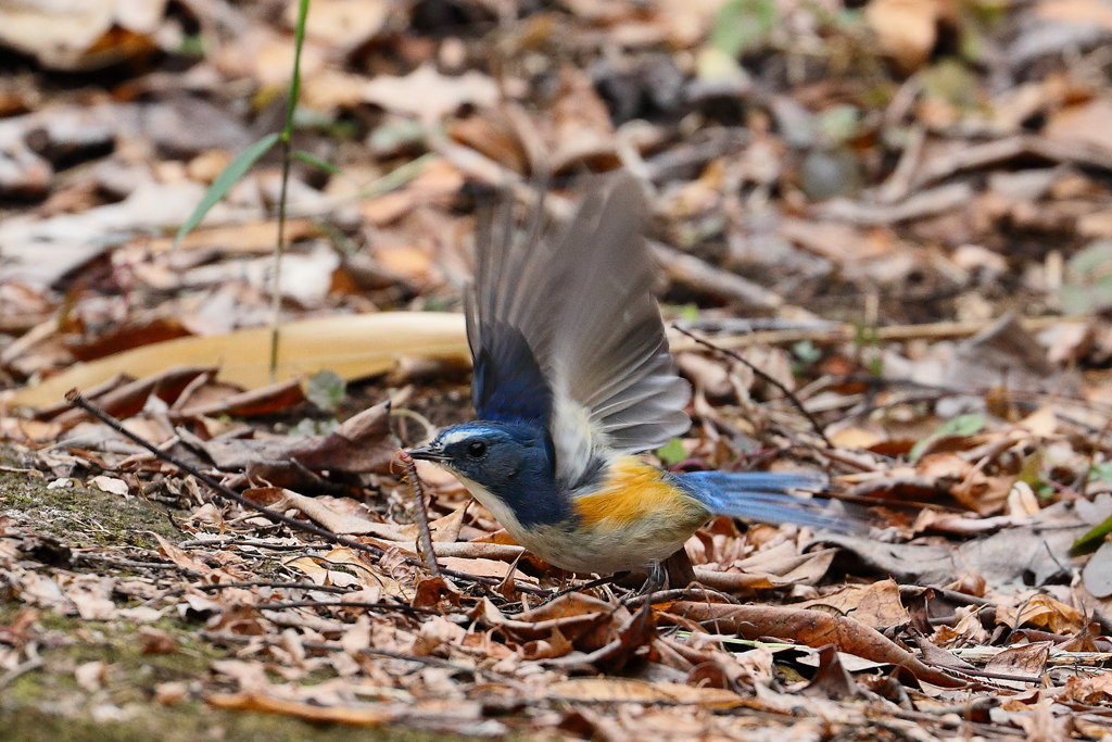 谷戸のルリビタキ①
