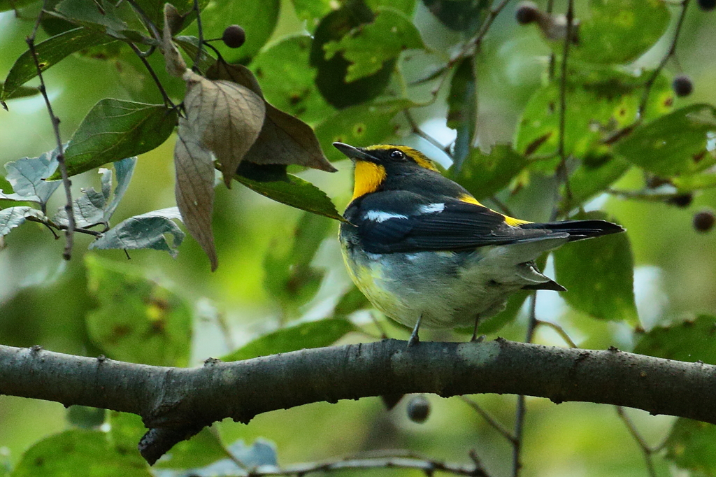 また撮りたいなー【テスト3】