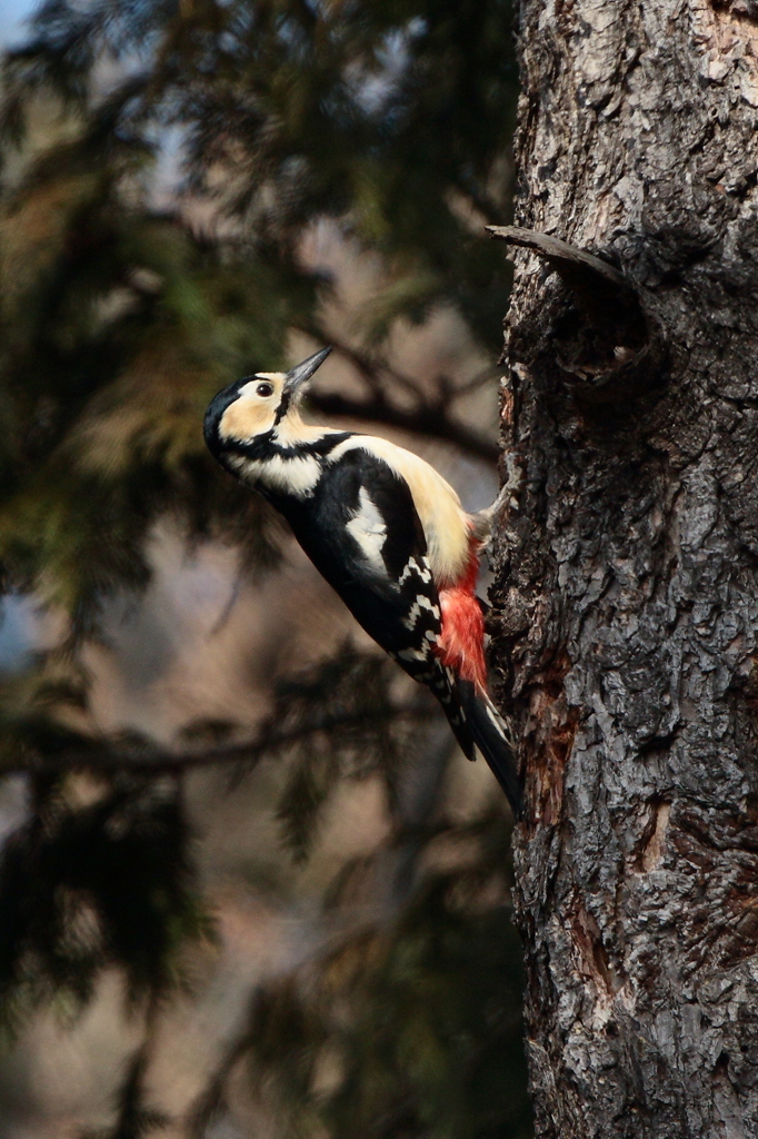 また撮りたいなー【テスト1】