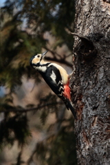 また撮りたいなー【テスト1】