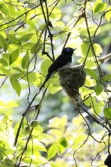 サンコウチョウ