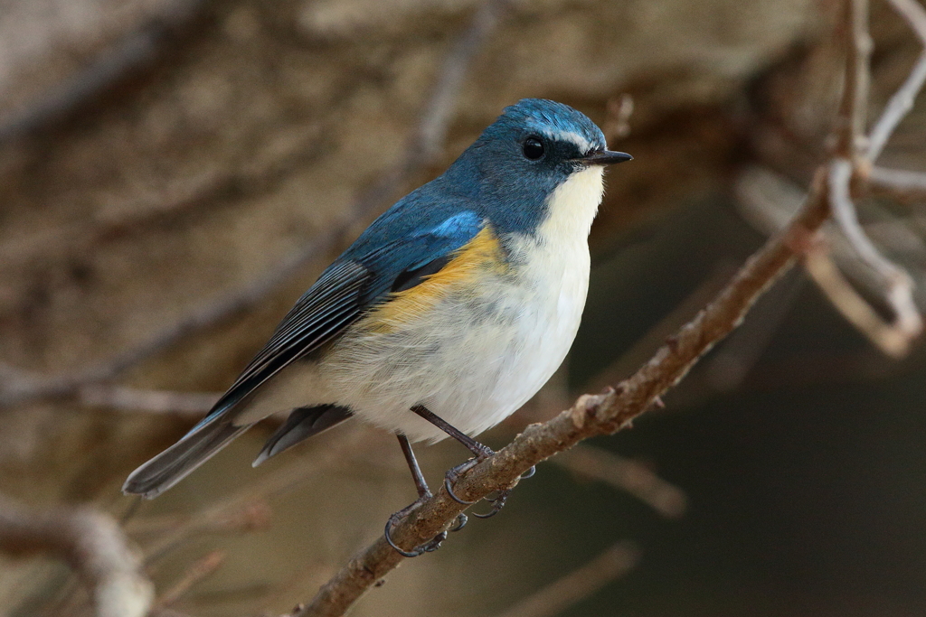 また撮りたいなー【テスト2】