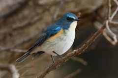 また撮りたいなー【テスト2】