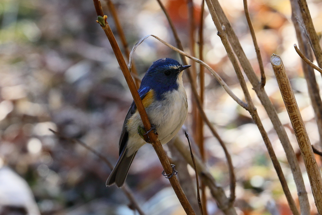 谷戸のルリビタキ④