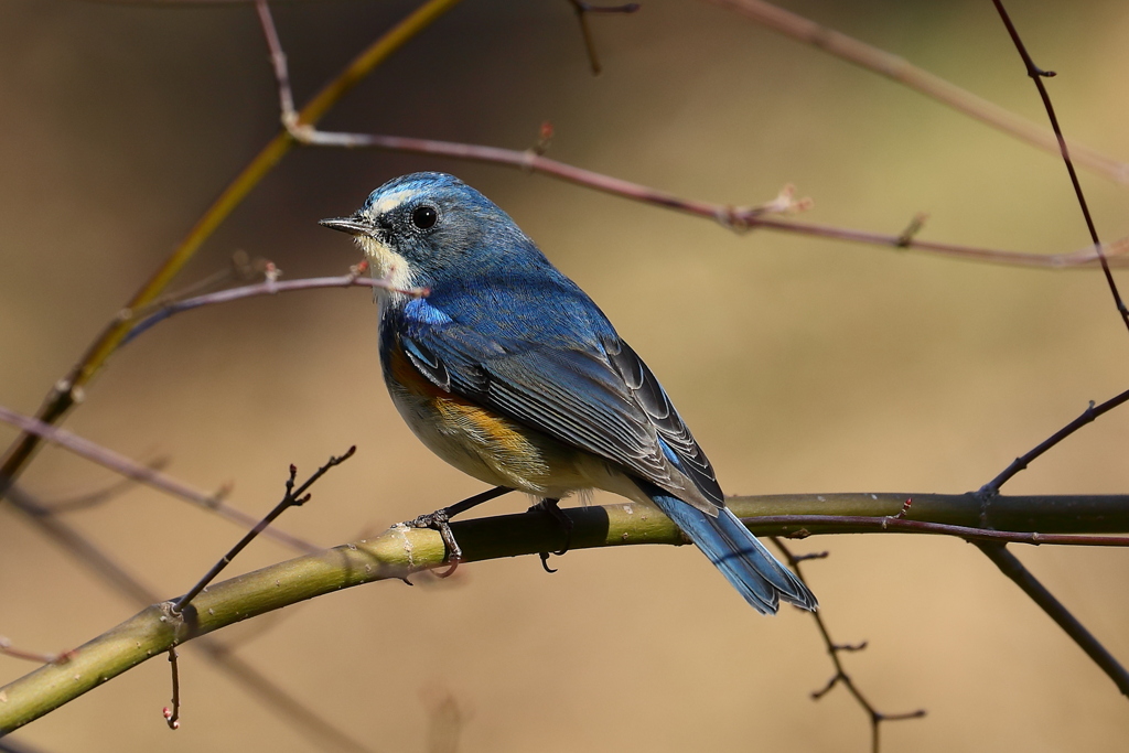 谷戸のルリビタキ③