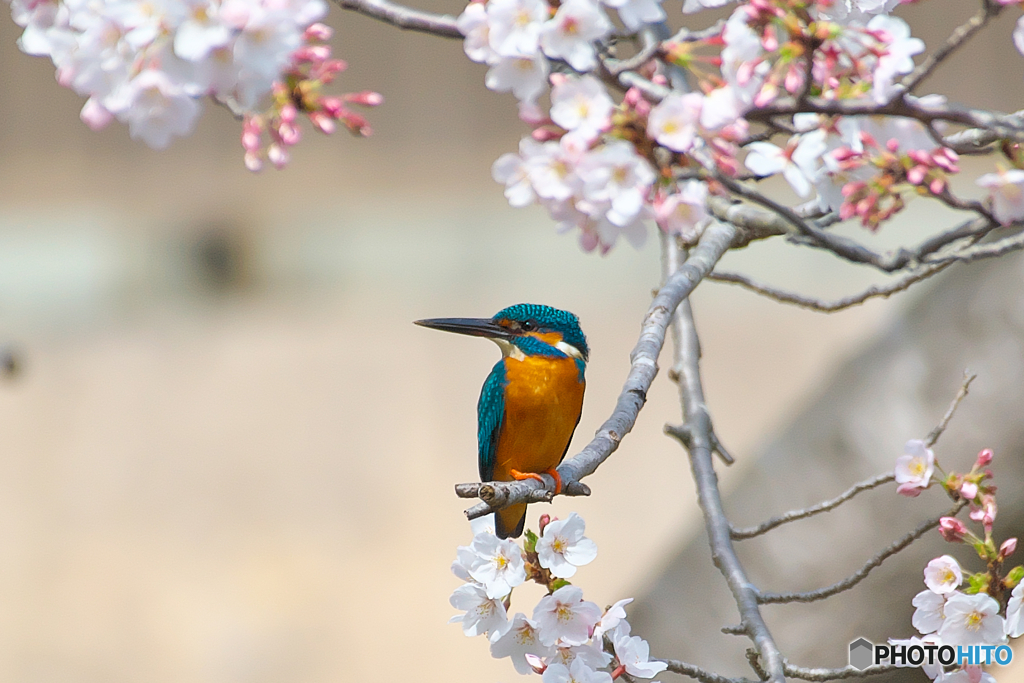 魚より桜がイイみたい