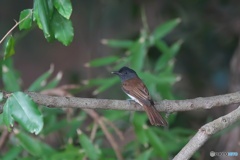 渡り途中のサンコウチョウ♀