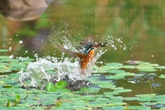 池のカワセミ