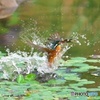 池のカワセミ