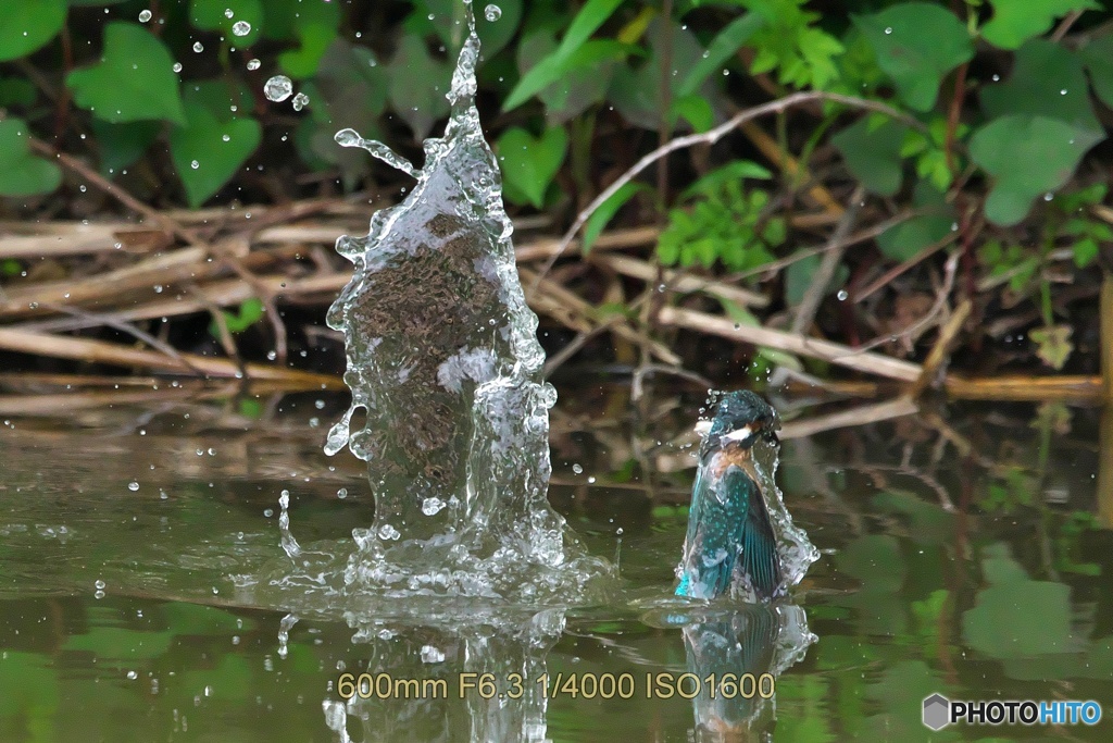 カワセミ幼鳥のダイブ