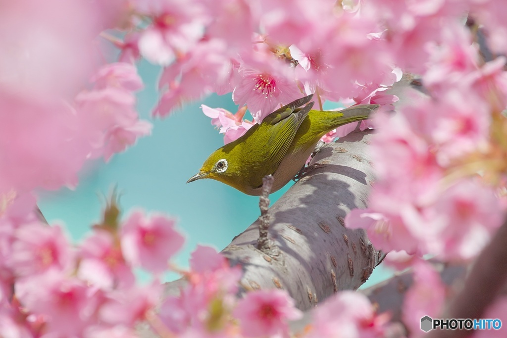 河津桜の額縁