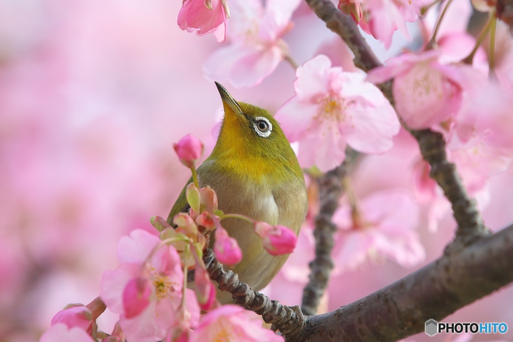 サクジロー