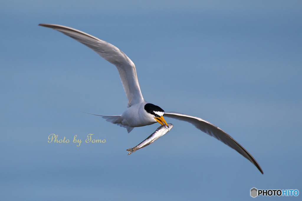 Little Tern