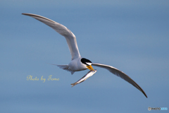 Little Tern