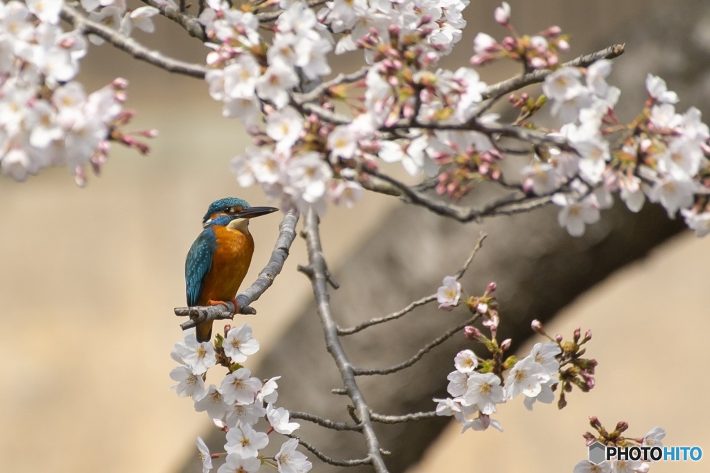 カワセミもお花見