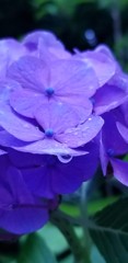 紫陽花の雫