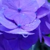 紫陽花の雫