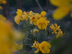 近所に咲いてた花♪