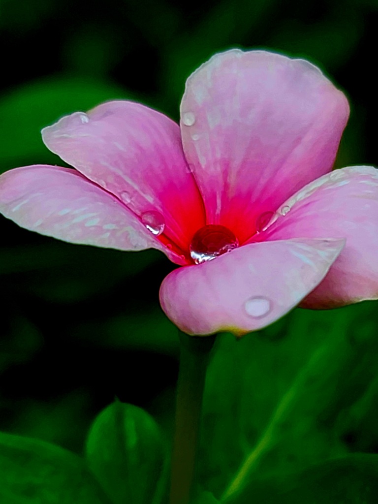 今の季節に咲いてる花大好き♪