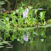 水面に浮かぶ花♪