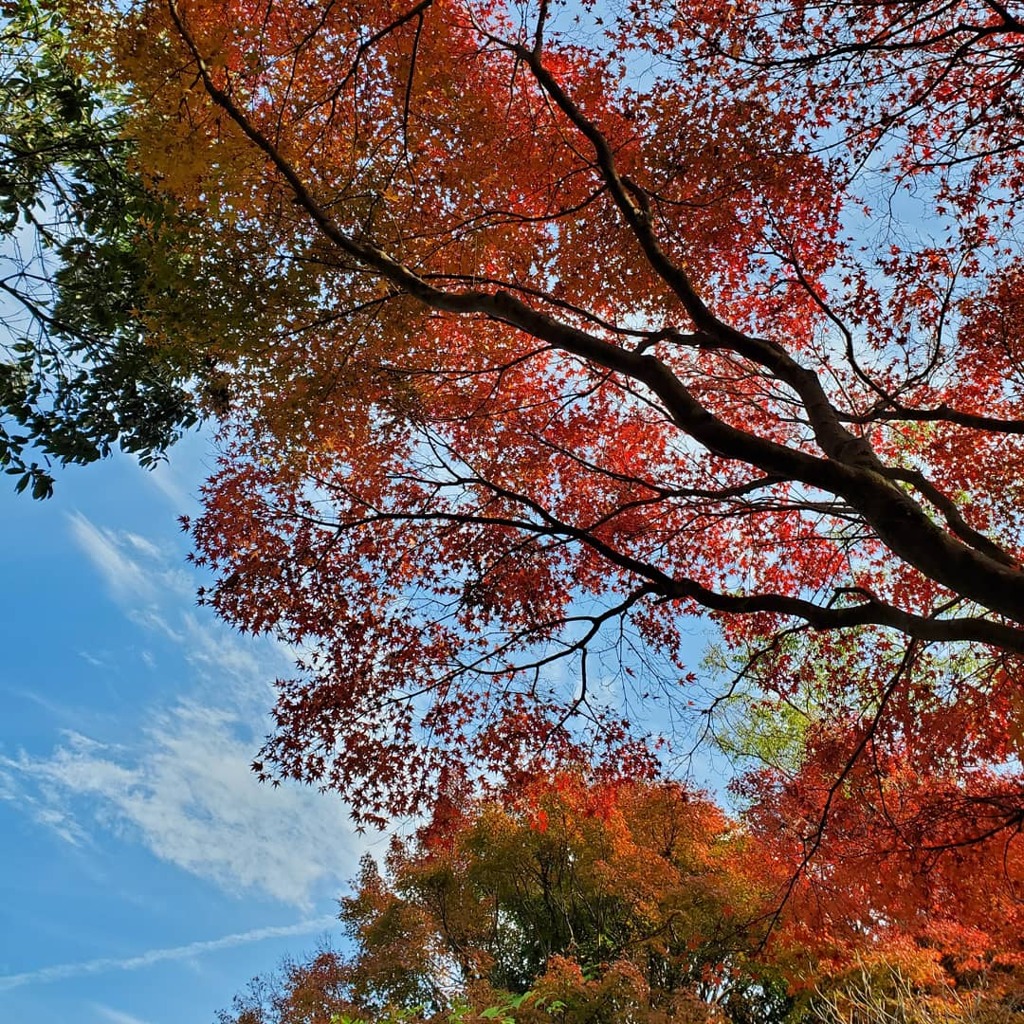 紅葉