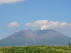 蓮華草と桜島♪