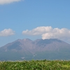 蓮華草と桜島♪