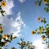 皇帝ひまわり♪