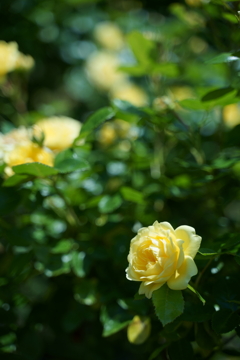 DSC04101
