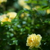 DSC04101
