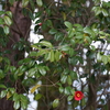 tam900030