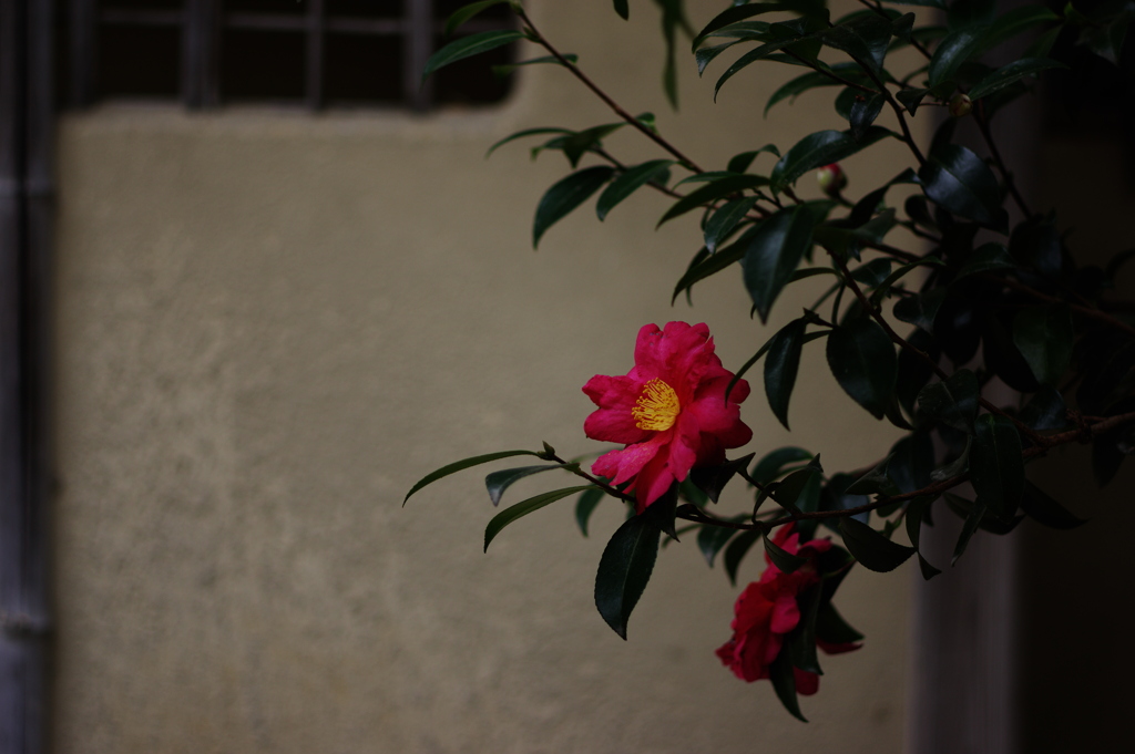 山茶花