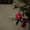 山茶花